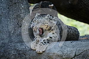 A Himalayan snow leopard Panthera uncia lounges on a rock, beautiful irbis in captivity at the zoo, National Heritage Animal