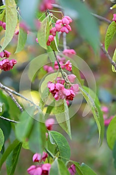 Hamilton`s spindle-tree, Euonymus hamiltonianus, with fruit photo