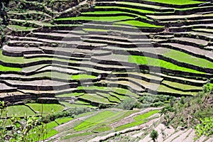 Himalayan steppe paddy farming Uttaranchal India photo