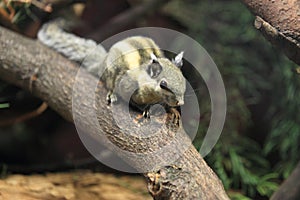Himalayan striped squirrel