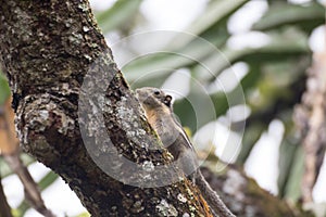 Himalayan striped squirrel on a branch