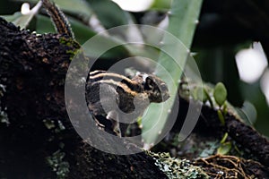 Himalayan striped squirrel on a branch