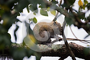 Himalayan striped squirrel on a branch