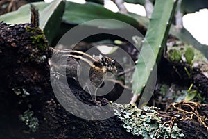 Himalayan striped squirrel on a branch