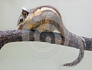 Himalayan Striped Squirrel