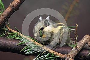 Himalayan striped squirrel