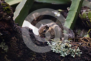 Himalayan striped squirrel