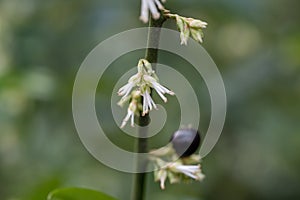 Himalayan sweet box, Sarcococca hookeriana fragrant white flowers and black fruit photo