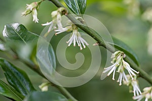 Himalayan sweet box, Sarcococca hookeriana close-up fragrant white flowers photo