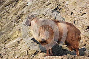 Himalayan tahr