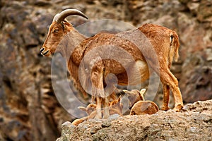 Himalayan tahr in the rock mountain habitat. Himalayan tahr with little youngs. Himalayan tahr with pups in stone mountain.