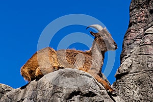 Himalayan Tahr sitting on a cliff