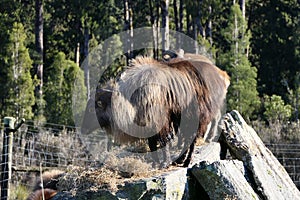 Himalayan tahr in winter coat eating hay on a rock