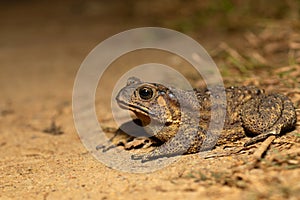 Himalayan Toad, Duttaphrynus himalayanus at Nagaland,