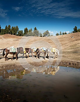 Himalayan Trek