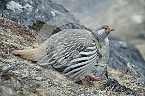 Himalayan ular. Nepal.