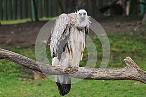 Himalayan vulture bird raptor portrait sitting zoo