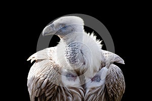 Himalayan vulture close-up portrait isolated on black background