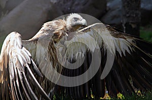 Himalayan vulture Gyps himalayensis drying wings after bathing