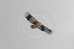 Himalayan vulture (Gyps himalayensis) or Himalayan griffon vulture, an Old World vulture, observed in flight in Auli in photo
