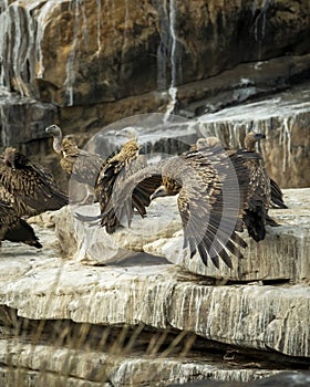 Himalayan vulture or Gyps himalayensis or Himalayan griffon vulture closeup in flight with full wingspan display
