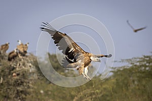 Himalayan vulture or Gyps himalayensis or Himalayan griffon vulture closeup in flight with full wingspan display at dumping yard