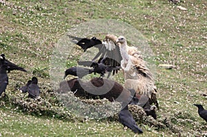 Himalayan vulture or Gyps himalayensis and Large-billed crows or Corvus macrorhynchos scavenging on a carcass at Auli in