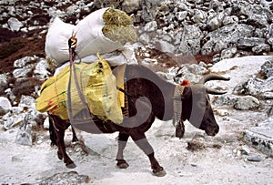 Himalayan Yak