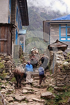 Himalayan Yak