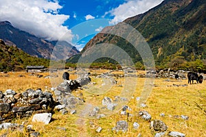 Himalayan Yak in the beautiful landscape of Folay Phale VIllage in Nepal