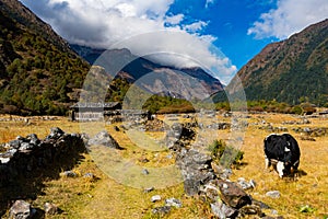 Himalayan Yak in the beautiful landscape of Folay Phale VIllage in Nepal