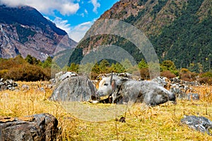 Himalayan Yak in the beautiful landscape of Folay Phale VIllage in Nepal