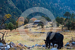 Himalayan Yak in the beautiful landscape of Folay Phale VIllage in Nepal