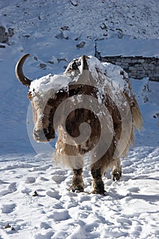Himalayan yak going for warm sunlight, Everest region, Nepal