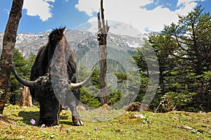 Himalayan Yak grazing