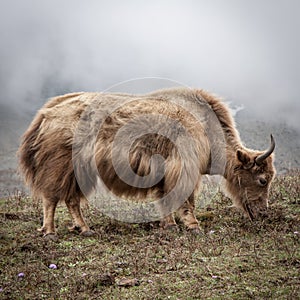 Himalayan yak in Nepal.