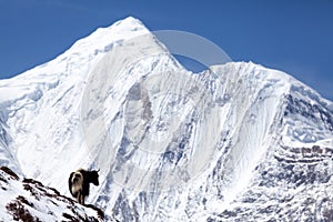 Himalayan yak with snow mountain (Annapurna II) in background, Annapurna Circuit, Manang, Nepal