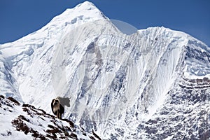 Himalayan yak with snow mountain in background, Annapurna Circuit, Manang, Nepal