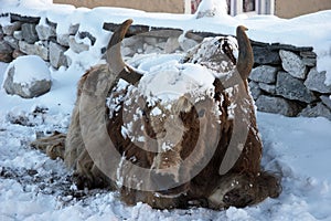 Himalayan yak after a snowfall, Gokyo village in Everest region, Nepal