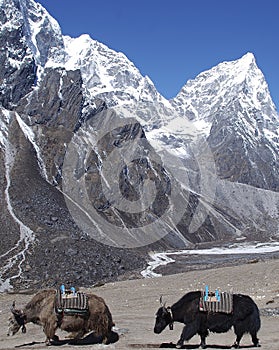 Himalayan Yaks