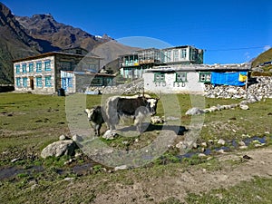 Himalayan Yaks