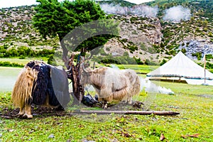 Himalayan yaks on Annapurna circuit track, Nepal