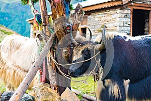 Himalayan yaks on Annapurna circuit track, Nepal