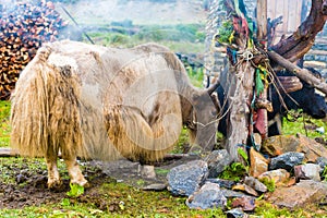 Himalayan yaks on Annapurna circuit track, Nepal