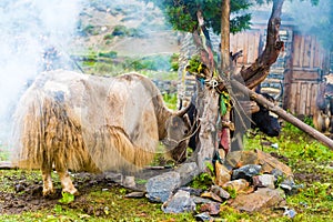 Himalayan yaks on Annapurna circuit track, Nepal