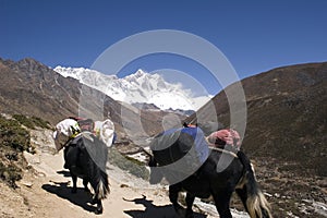 Himalayan Yaks - Nepal