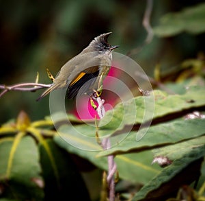 Himalayan yuhina  bird