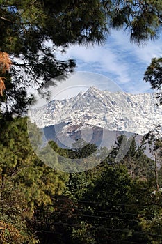 Himalayas framed by pine trees at dharamsala India