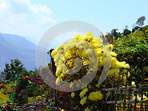 Himalayas yellow chrysanthemum on wicker fence.