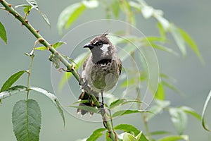 Himalyan bulbul photo